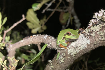pine barrens tree frog