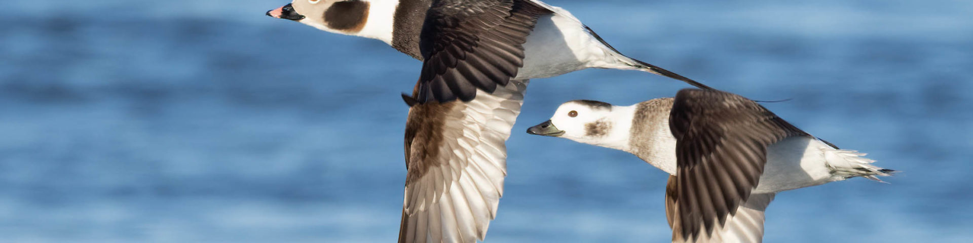 two ducks flying over water