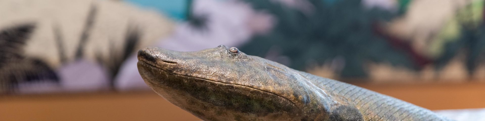 a model of tiktaalik