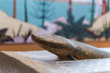 a model of tiktaalik