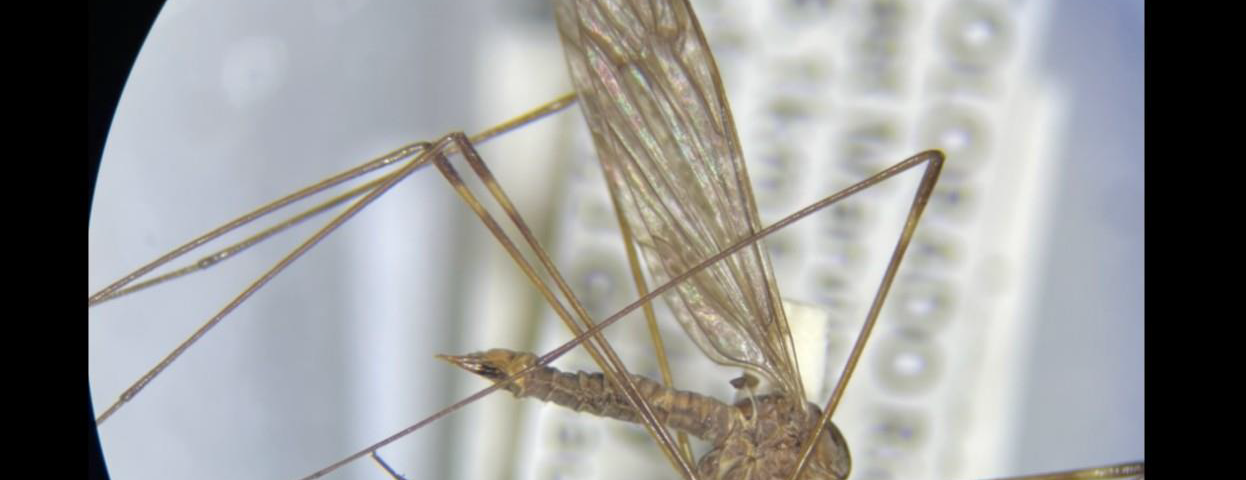 crane fly up close