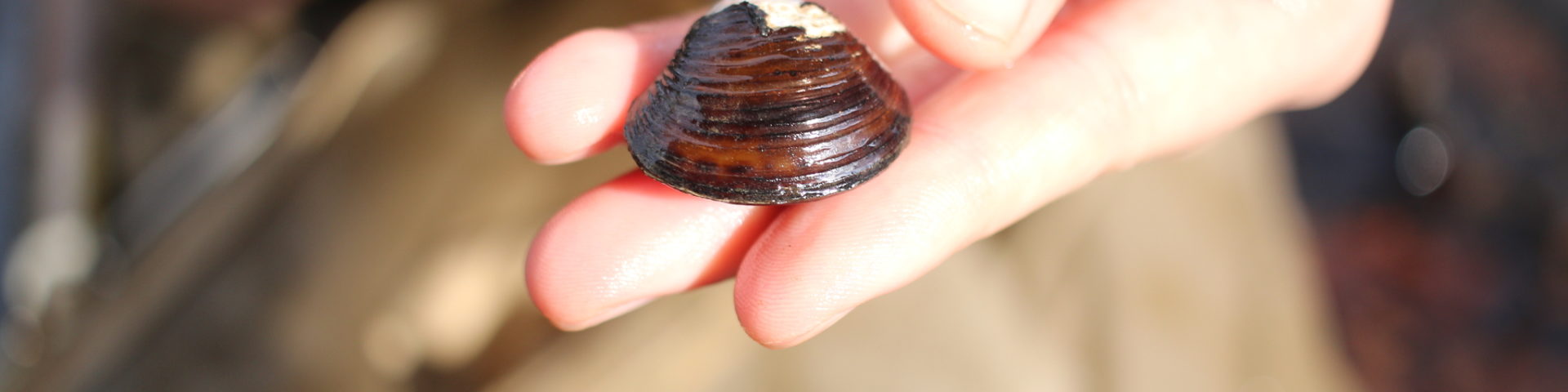 small clam in hand