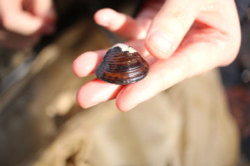 small clam in hand