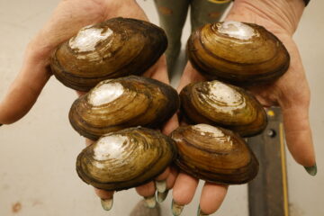 mussels in hand